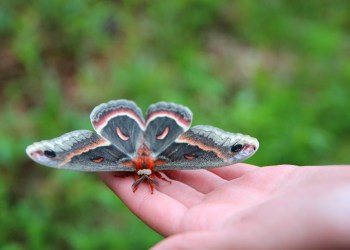 Moths are causing problems for AT&T