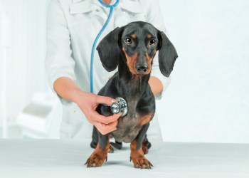 Woman veterinarian listens dachshund dog in hospital er wave center Hamptons - first all-night vet er