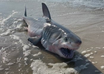 Great white shark found washed up in Quogue