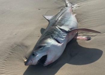 Great white shark found washed up in Quogue