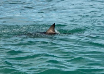 A great white shark fin showing above the water