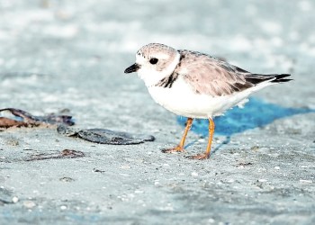 Piping Plover on the beach