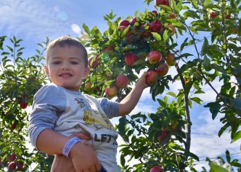 Apple picking is underway across the East End!