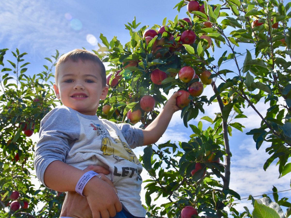 Apple picking is underway across the East End!