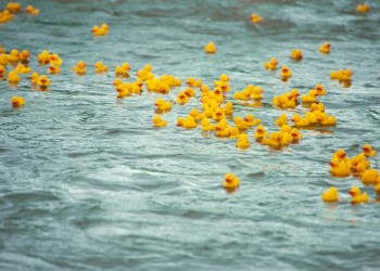 On your marks, get set, race your ducks with the whole family