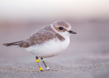 Learn about piping plovers with your kids and the whole family