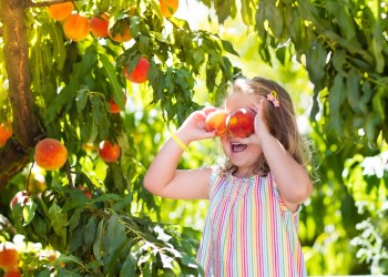 It's time for family fun at the annual peach harvest at Harbes Family Farm