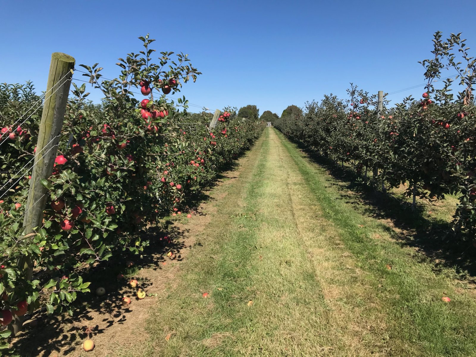 11-hotspots-for-u-pick-apples-on-the-east-end