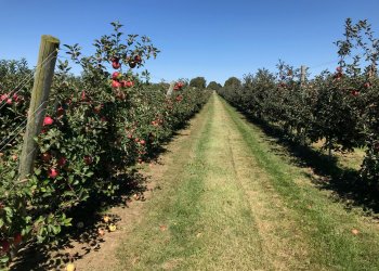 Apple picking rows at Halsey Farm