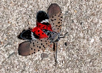 A spotted lanternfly in Long Branch, NJ, August 7, 2022 Kill-on-sight requests in New York City and elsewhere are part of an aggressive campaign against lanternflies, an invasive pest that has spread to about a dozen states in eight years