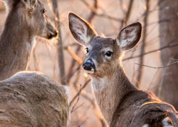 Three white-tailed deer tested positive for bluetongue in Southampton