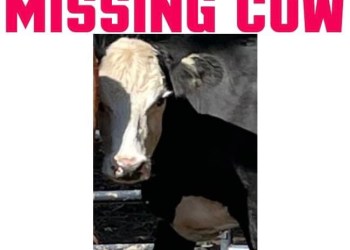 Manorville cow missing poster