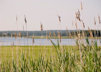 Estuary Protection Plan is updated to help Long Island South Shore Estuary Reserve