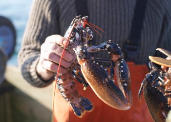 Lobsterman holding a lobster