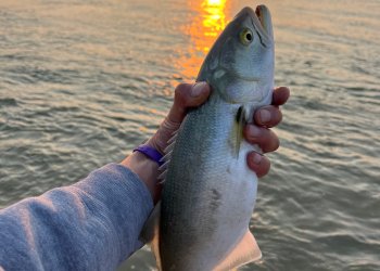 A 12-inch cocktail bluefish caught fishing at Cupsogue on September 17