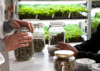 Jars full of dried cannabis will soon fill the shelves of recreational marijuana dispensaries