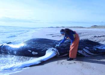 Atlantic Marine Conservation Society experts tested the whale which is among a string of whales some say were killed by wind farm construction