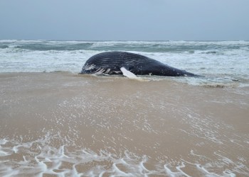 The whale was first spotted off Meadow Lane in Southampton