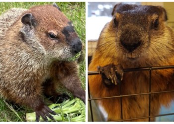 L. to R.: Groundhogs Allen McButterpants and Sam Champion gave their Groundhog Day forecast on Thursday, February 2, 2023.