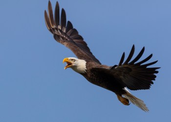 Bald eagles are back!