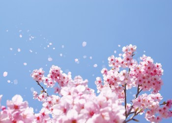 Join the Greenport Cherry Blossom Festival on the North Fork