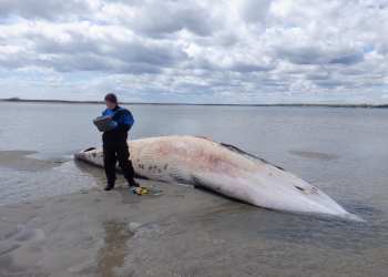 Dead minke whale washed up on Cupsogue Beach in Westhampton