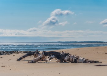 A birch tree washed up on Plum Island beach