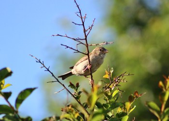 A male house sparrow that is perched on the branch of a crape myrtle tree. Learn about local birds and try to spot them this week in the Hamptons