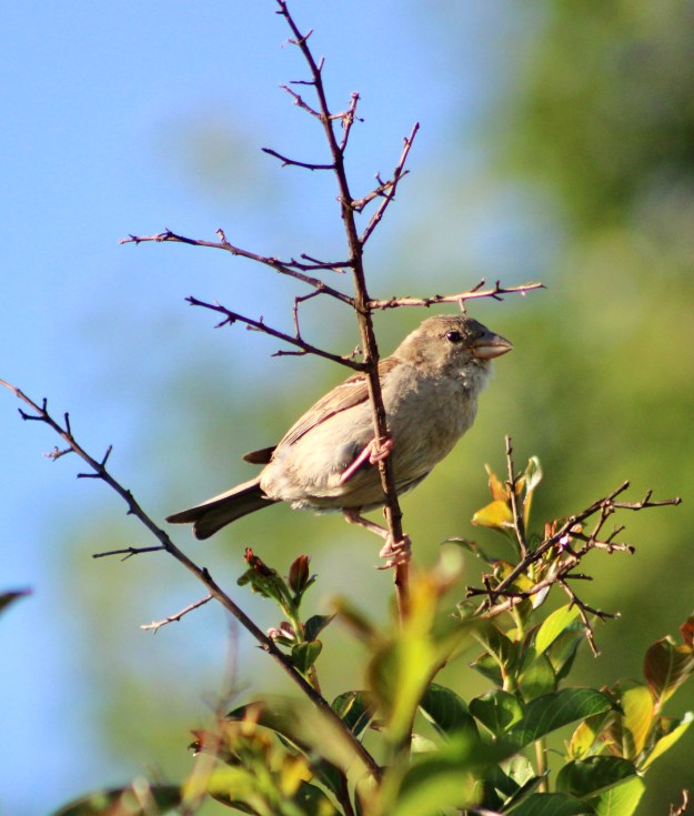 A male house sparrow that is perched on the branch of a crape myrtle tree. Learn about local birds and try to spot them this week in the Hamptons