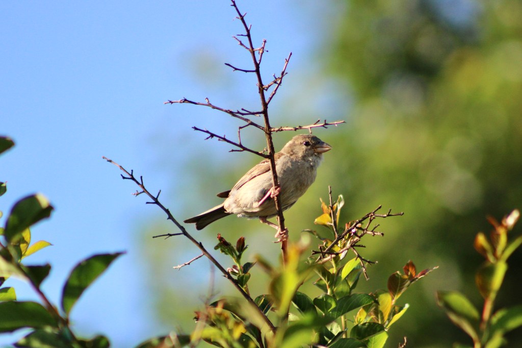 A male house sparrow that is perched on the branch of a crape myrtle tree. Learn about local birds and try to spot them this week in the Hamptons