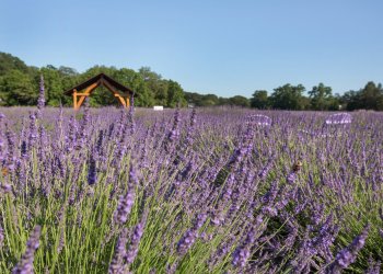 Lavender by The Bay