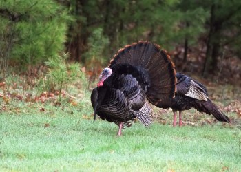 Wild turkey turkeys are flourishing on Long Island