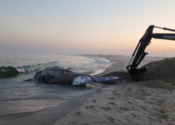 A dead humpback whale on the beach in Hampton Bays on June 2, 2023. (AMCS)