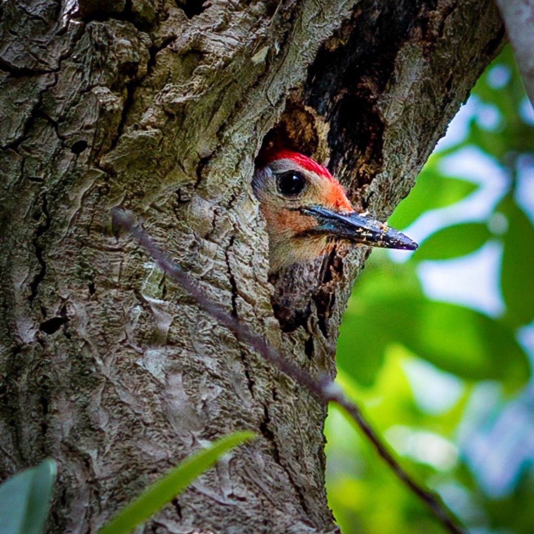 1st Place, Animal Life: Felix Castro, Woodpecker