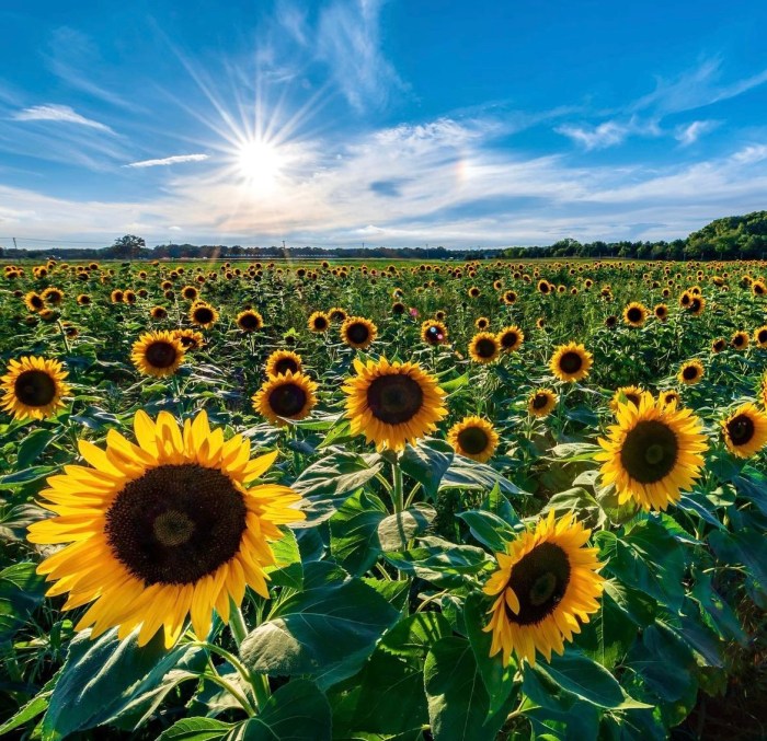 Head to Waterdrinker Farms Sunflower Fest in Manorville