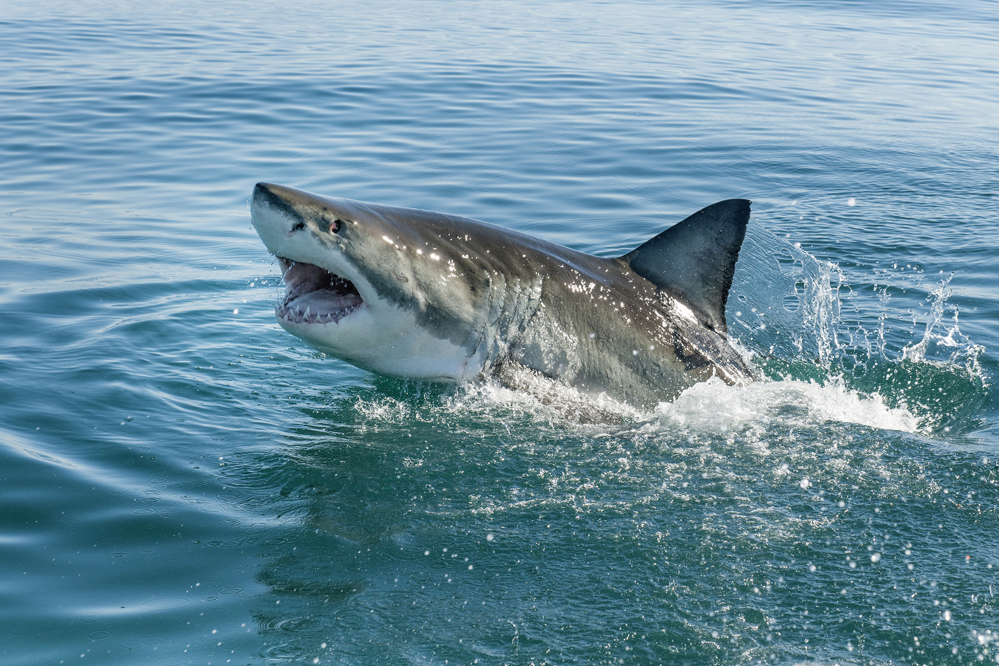 Great white sharks