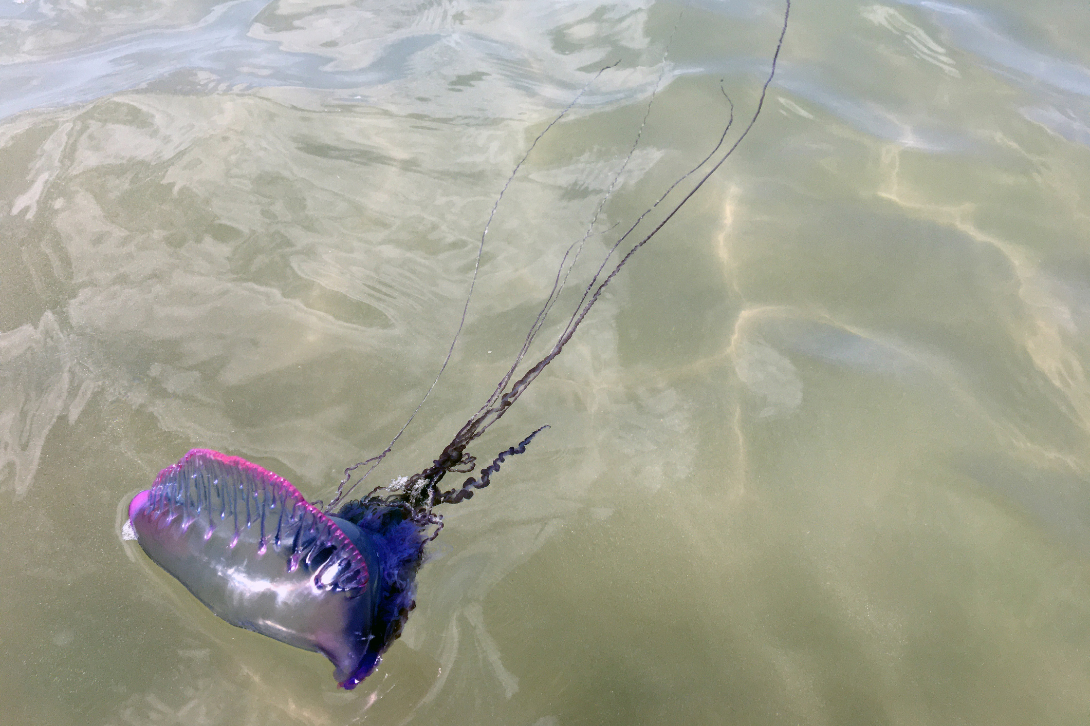 A Portuguese man o' war like this was spotted in the waters off Quogue Village Beach