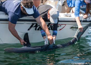 Dr. Matt Ajemian of Florida Atlantic University Harbor Branch left side, Dr. Harley Newton (not sure her affiliation, Tobey can give it) middle, right side is Kayla O’leary SOFO Sharks. Taken Atlantic Ocean South of Shinnecock Inlet.