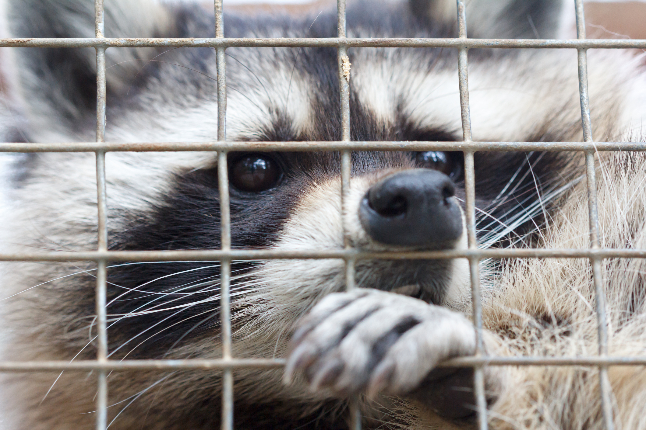 The giant raccoon is still on the loose and is wanted by the Hamptons Subway Police for devouring one of their officers.