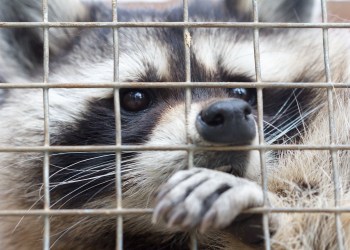 The giant raccoon is still on the loose and is wanted by the Hamptons Subway Police for devouring one of their officers.