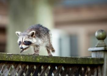 A small baby raccoon walking along a fence.