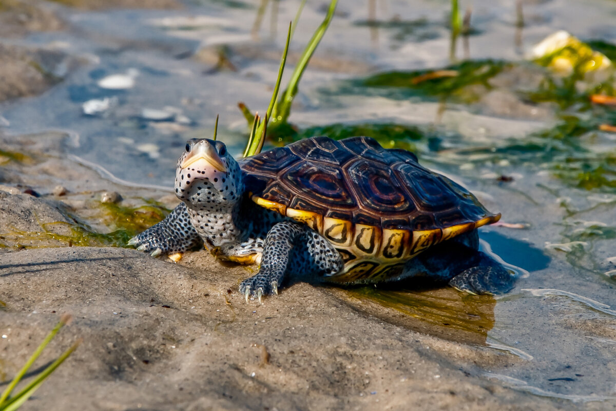 North Fork Terrapin Turtle Deaths Were Preventable