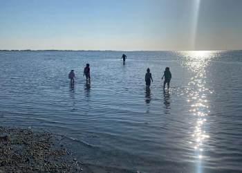 It takes about 18 months for oysters to reach market size, meaning some of the oysters that will be served at the 2023 Oyster Festival may have been seeded by Shinnecock's youngest citizens.