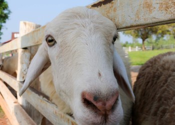 Sheep are among the livestock East End farmers are raising