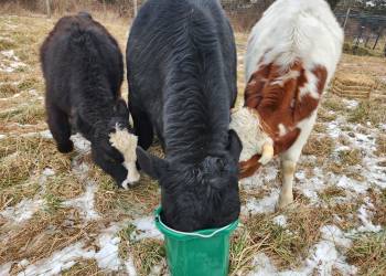 These three bulls were rescued from the Riverhead home of the man who killed a dog and taken to an animal sanctuary