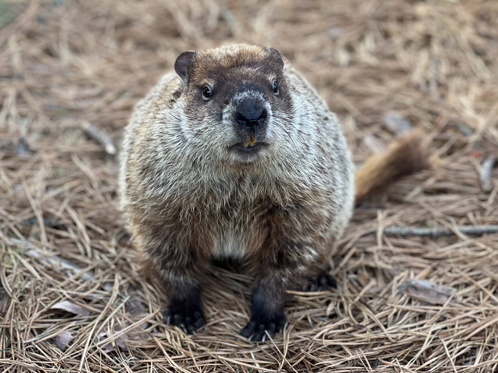 Evelyn Alexander Wildlife Rescue Center mascot Allen McButterpants is a new Groundhog Day forecaster