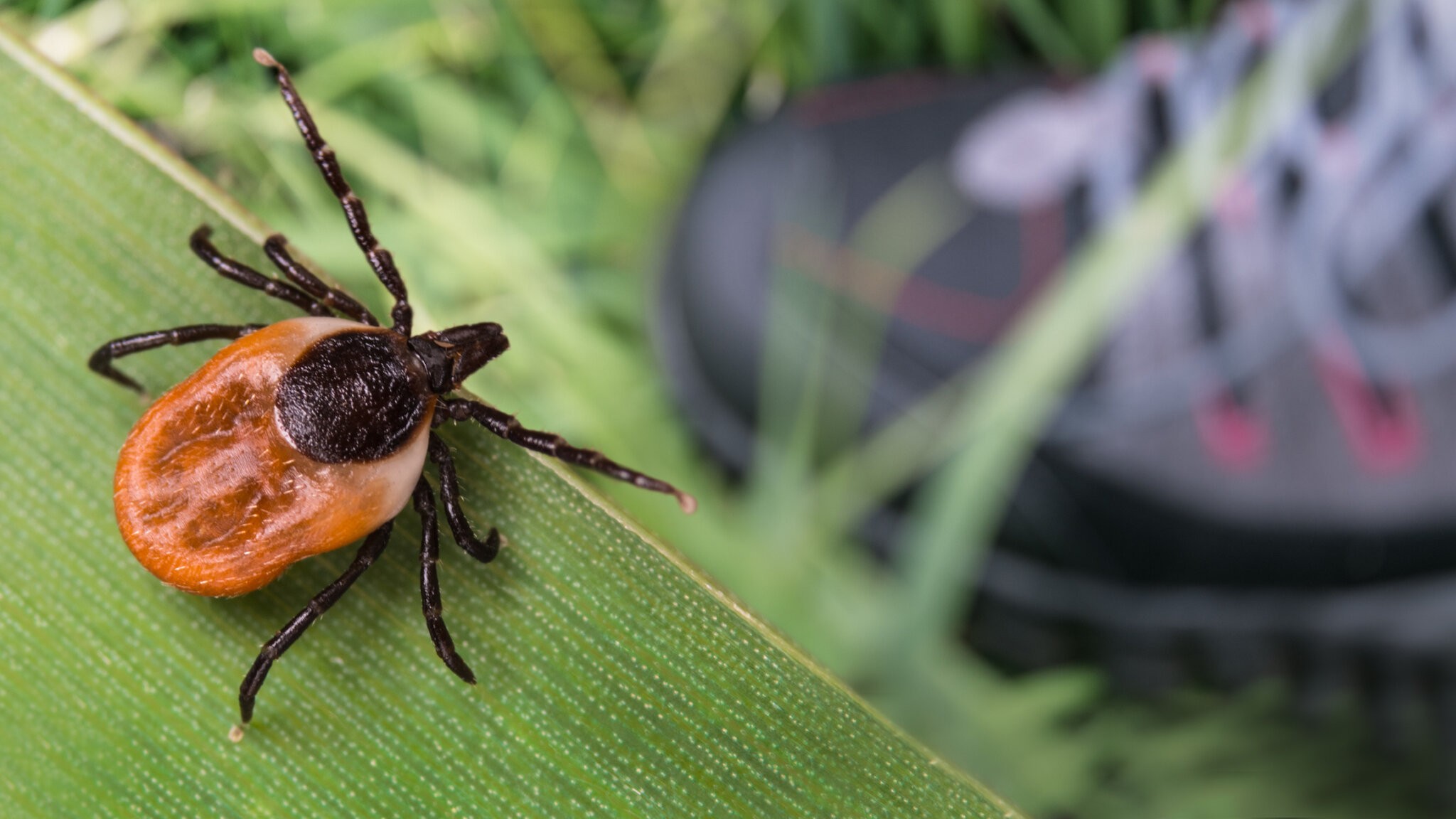 Blacklegged ticks, aka deer ticks, carry Lyme disease