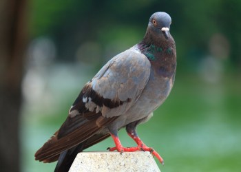 A classic rock pigeon