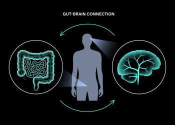 Gut Brain 3D