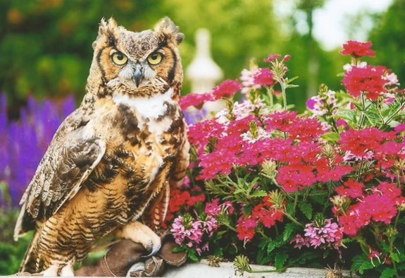 Meep the Owl is turning 17 this year